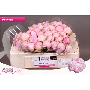 Paeonia Pillow Talk | Heavy Quality