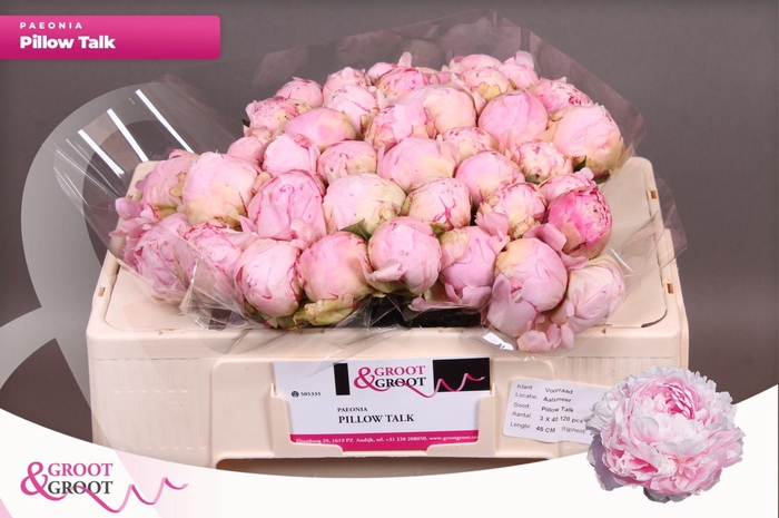 <h4>Paeonia Pillow Talk | Heavy Quality</h4>