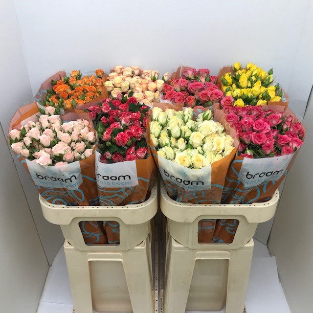 <h4>Rosa sp mix in bucket</h4>