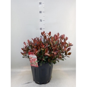 Photinia fraseri 'Little Red Robin'