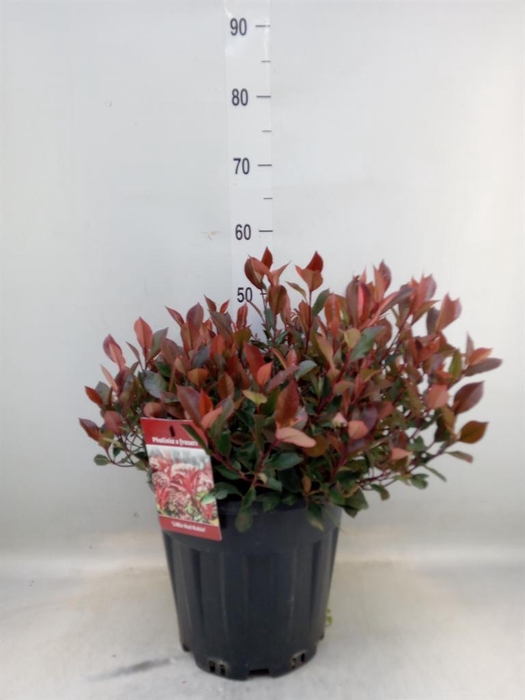 <h4>Photinia fraseri 'Little Red Robin'</h4>