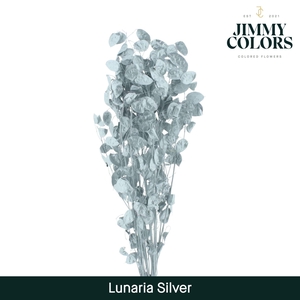 Lunaria gebleekt Zilver