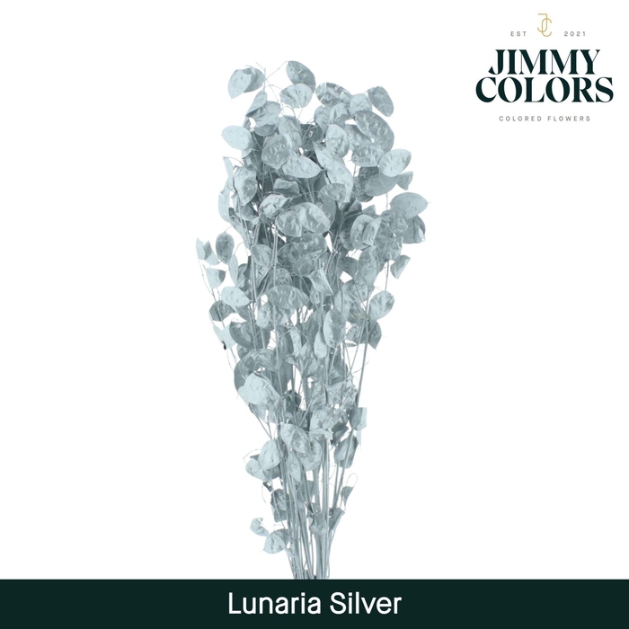 <h4>Lunaria gebleekt Zilver</h4>