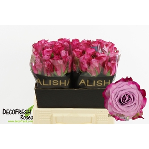 R Gr Deep Purple Alisha