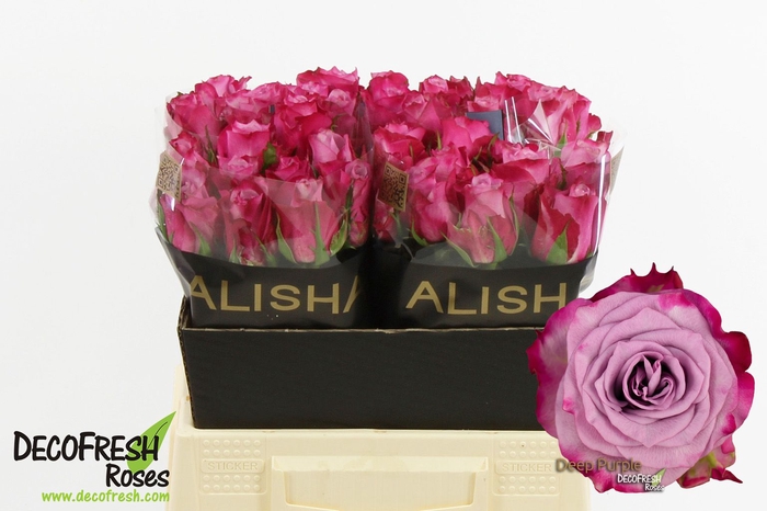 <h4>R Gr Deep Purple Alisha</h4>