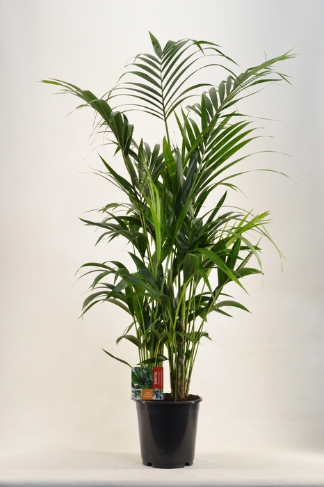 <h4>KENTIA - P24 H160 - 8PP (Howea forsteriana)</h4>