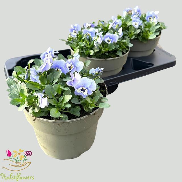 <h4>VIO CO EM MARINA</h4>