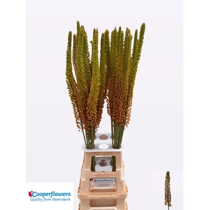 EREMURUS PINOKKIO