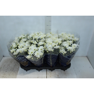 CRISANTEMO MINI P13 BRANCO