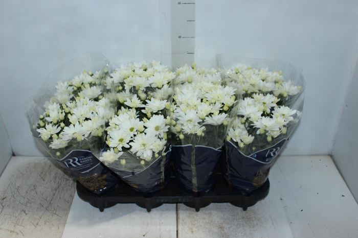 <h4>CRISANTEMO MINI P13 BRANCO</h4>