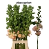 ALCEA ROSEA APRICOT 090CM