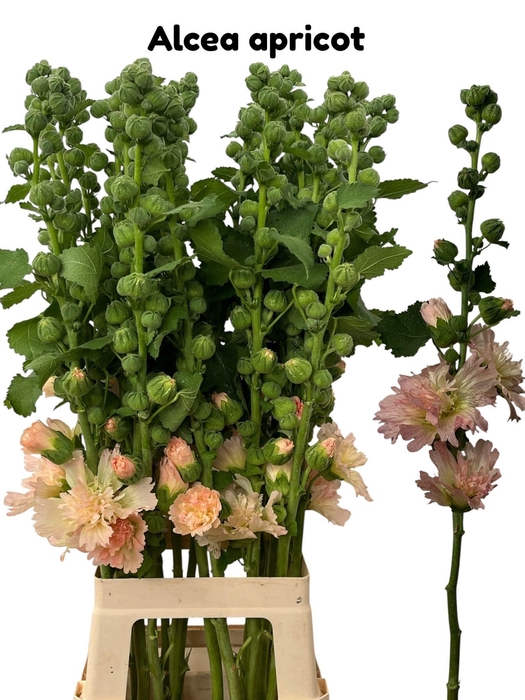 ALCEA ROSEA APRICOT 090CM