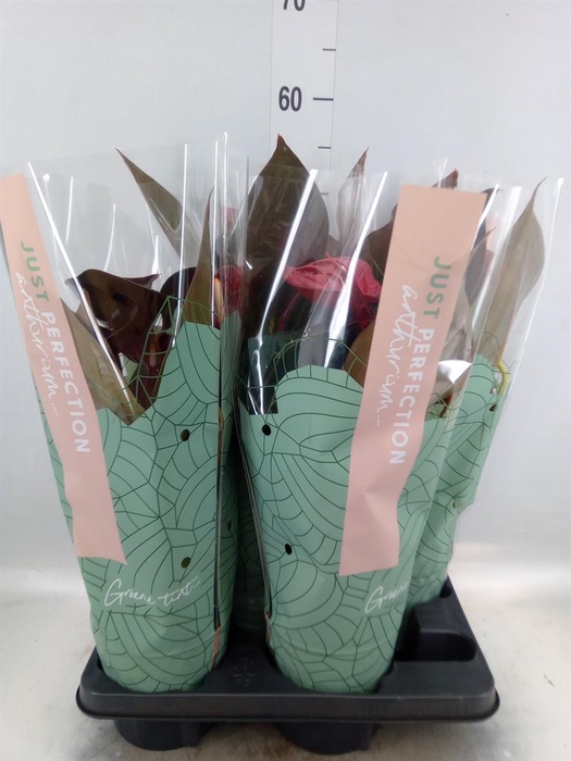 <h4>Anthurium andr. 'Delicata'</h4>