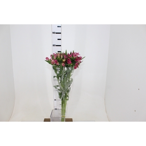 ALSTROEMERIA DECORA 080 CM ROSA