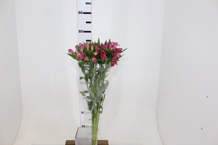 ALSTROEMERIA DECORA 080 CM ROSA