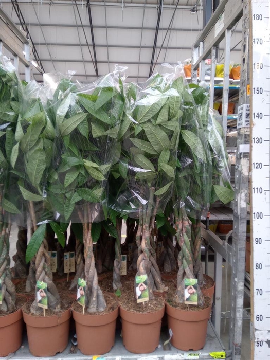 <h4>Pachira aquatica</h4>