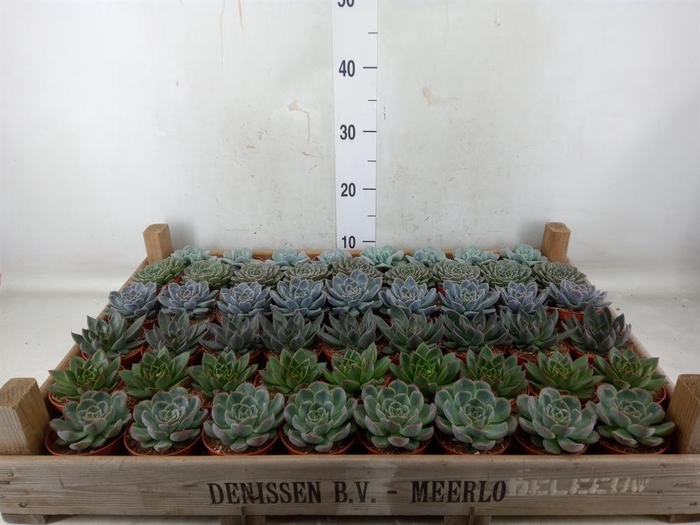 <h4>Echeveria   ...</h4>