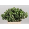 Pittosporum Ilan