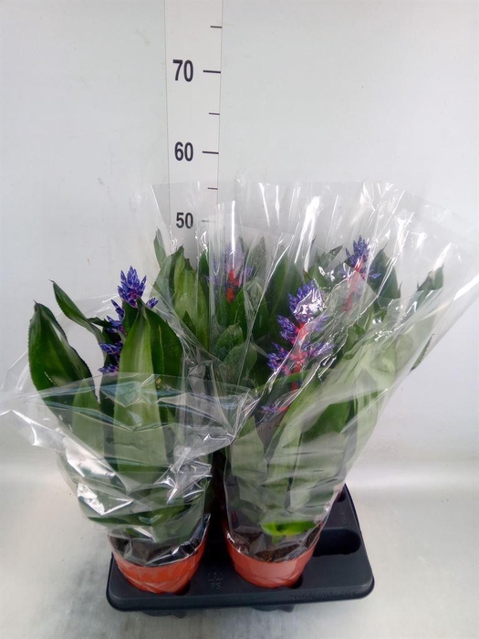 <h4>Aechmea   ...</h4>