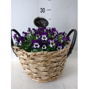 Arr.   Perkplanten L%