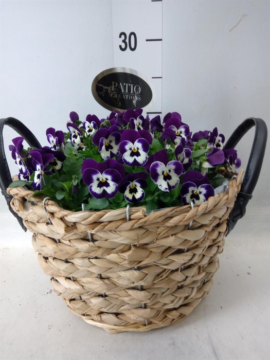 <h4>Arr.   Perkplanten L%</h4>