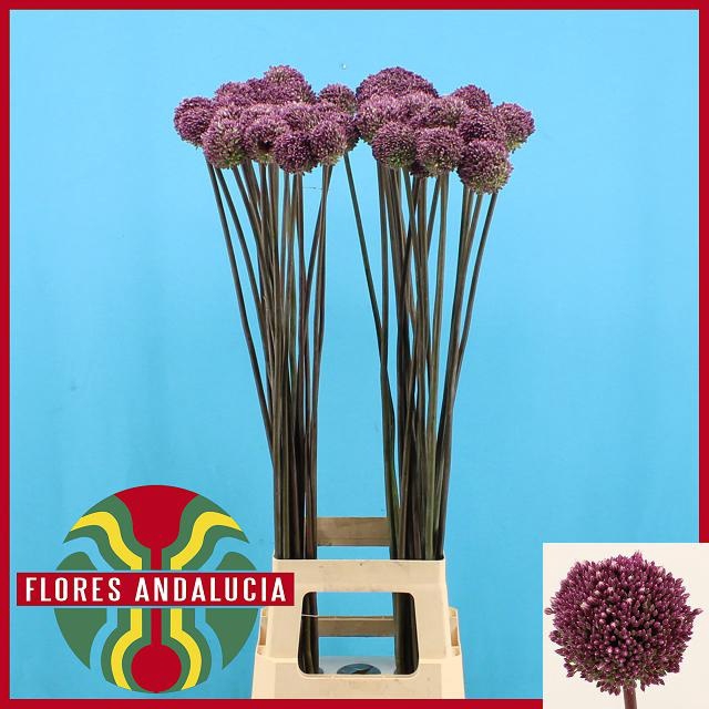 <h4>ALLIUM SUMMER DRUMME</h4>