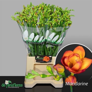 FR DU MANDARINE