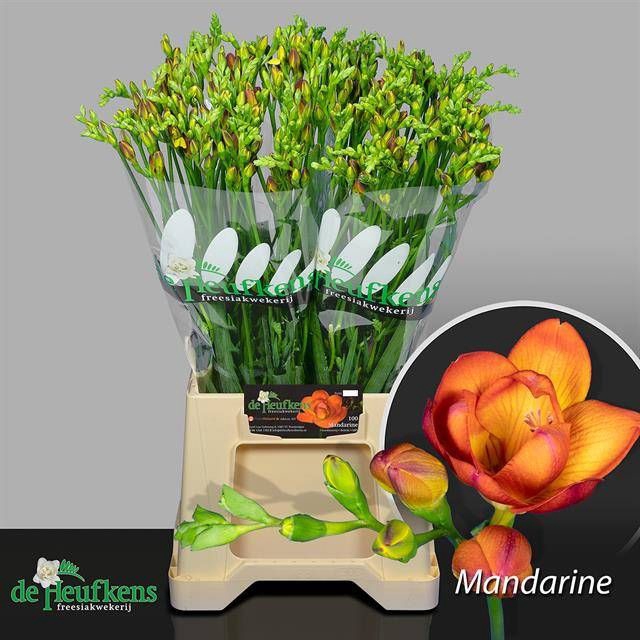 <h4>FR DU MANDARINE</h4>