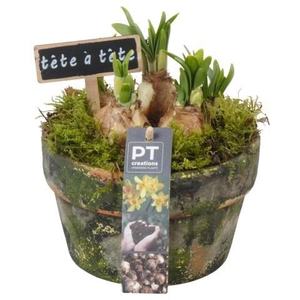 PTN8669 Arrangement Narcissus in terracotta schaal