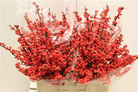 <h4>Ilex Ve Rode Bes</h4>