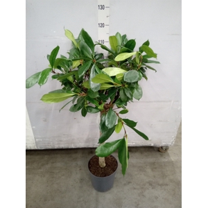 Ficus cyathistipula