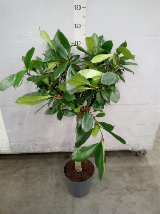 <h4>Ficus cyathistipula</h4>