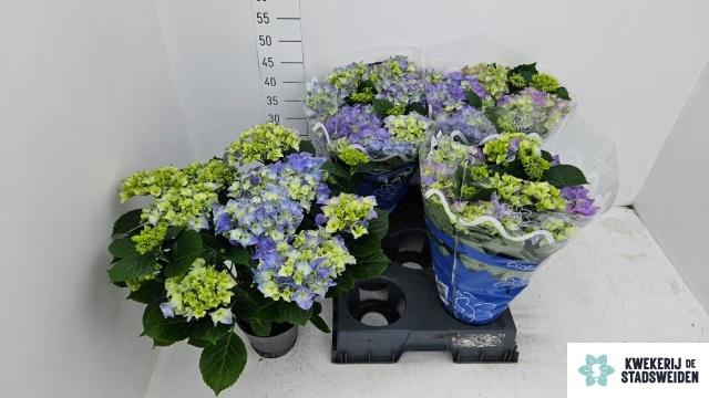 <h4>HYDR M EARLY BLUE</h4>