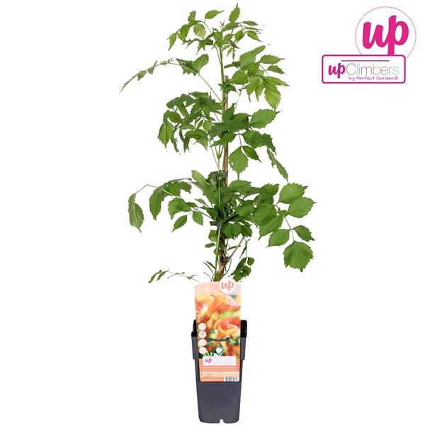 <h4>Campsis Tag Madame Galen</h4>