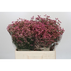 Limonium China Red