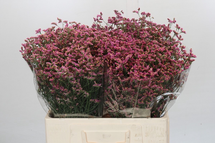 <h4>Limonium China Red</h4>