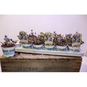 arr8 Anem Bl Blue Shades