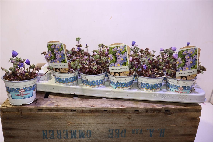 <h4>arr8 Anem Bl Blue Shades</h4>