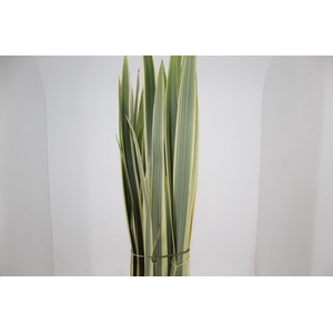 FOLHAGEM FORMIO VARIEGATA