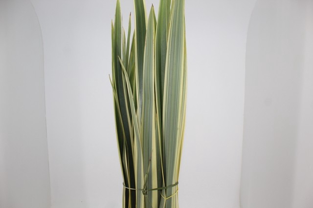 FOLHAGEM FORMIO VARIEGATA