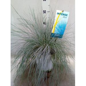 Festuca glauca 'Intens Blue'