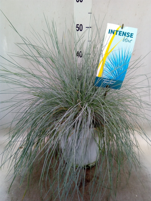 <h4>Festuca glauca 'Intens Blue'</h4>