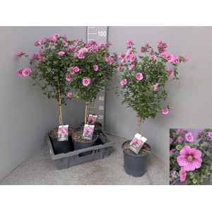 ANIS CAP EL PRINCESS