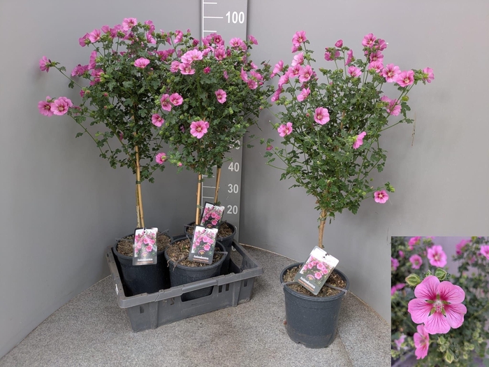 <h4>ANIS CAP EL PRINCESS</h4>