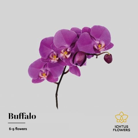 <h4>Phalaenopsis Buffalo 7-9</h4>