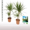 Dracaena