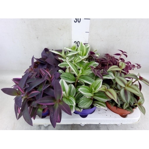 Tradescantia   ...mix