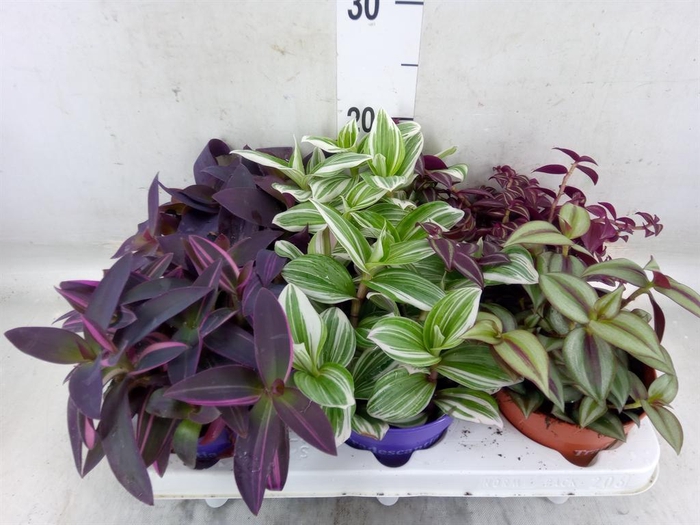 <h4>Tradescantia   ...mix</h4>