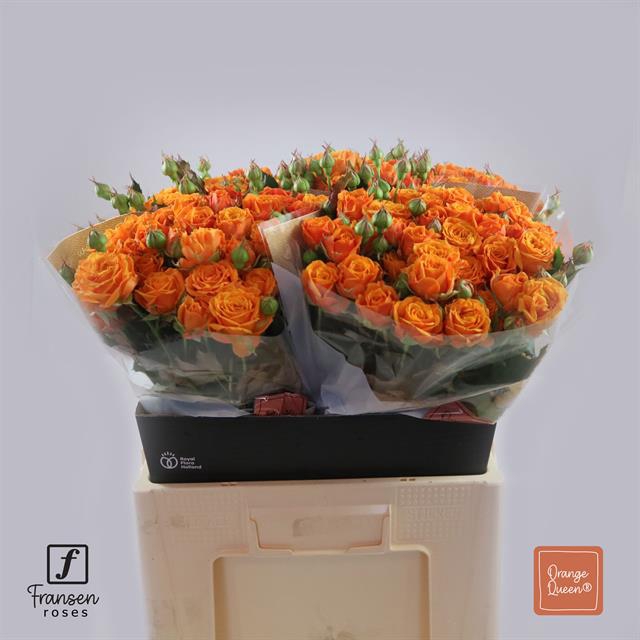 <h4>Rosa spray orange queen</h4>