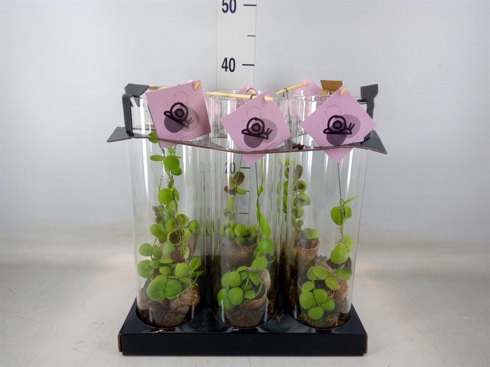 <h4>Arr.  Dischidia</h4>